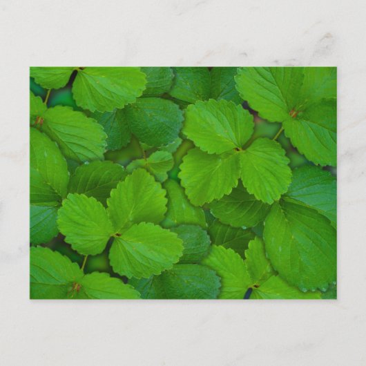 Heilige Basilicum Tulsi groene munt bladeren Briefkaart (Voorkant)