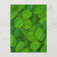 Heilige Basilicum Tulsi groene munt bladeren