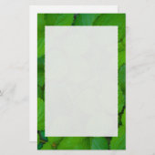 Heilige Basilicum Tulsi groene munt bladeren Briefpapier (Voorkant / Achterkant)