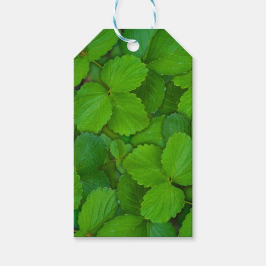 Heilige Basilicum Tulsi groene munt bladeren Cadeaulabel (Voorkant)
