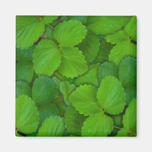 Heilige Basilicum Tulsi groene munt bladeren Magneet (Voorkant)