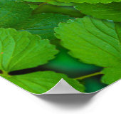 Heilige Basilicum Tulsi groene munt bladeren Poster (Hoek)