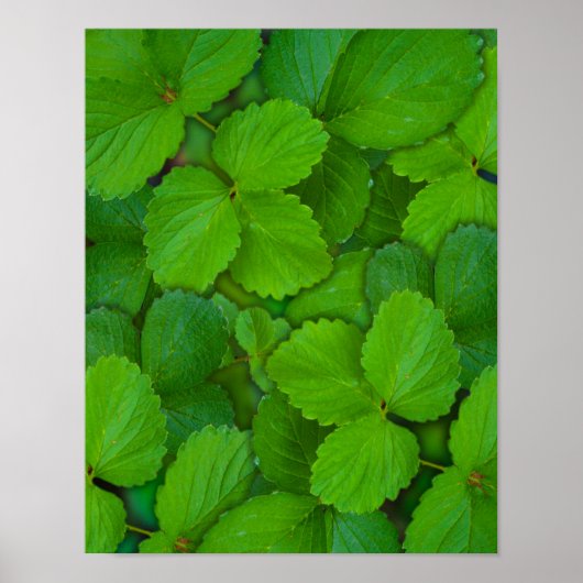 Heilige Basilicum Tulsi groene munt bladeren Poster (Voorkant)