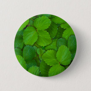 Heilige Basilicum Tulsi groene munt bladeren Ronde Button 5,7 Cm