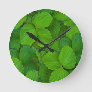 Heilige Basilicum Tulsi groene munt bladeren Ronde Klok