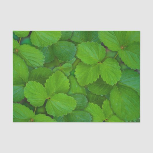 Heilige Basilicum Tulsi groene munt bladeren Tissuepapier (Voorkant)