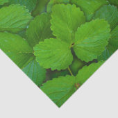 Heilige Basilicum Tulsi groene munt bladeren Tissuepapier (Detail)