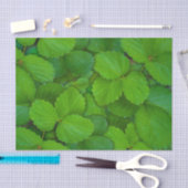 Heilige Basilicum Tulsi groene munt bladeren Tissuepapier (Craft)