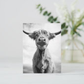 Heilige Cow Mesotint Style Art Fotografie Briefkaart (Staand voorkant)