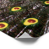 Heilige Guacamole Peacock Poster (Hoek)