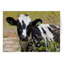 Heilige Koe! Het is een Holstein Friesian!