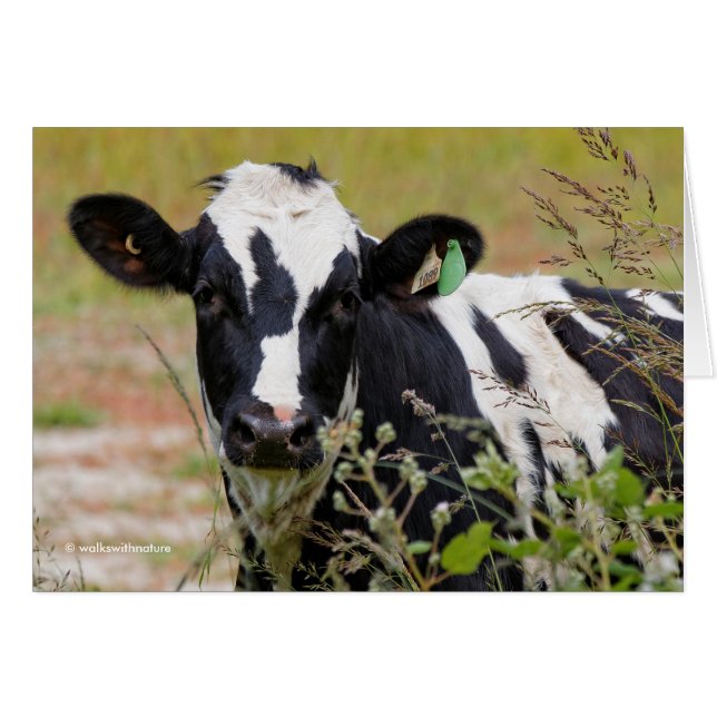 Heilige Koe! Het is een Holstein Friesian! (Voorkant Horizontaal)