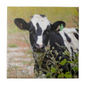 Heilige Koe! Het is een Holstein Friesian! Tegeltje (Voorkant)