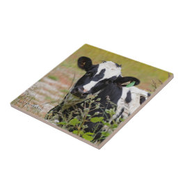 Heilige Koe! Het is een Holstein Friesian! Tegeltje
