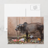 Heilige Koe in India voedt zich met Briefkaart (Voorkant / Achterkant)