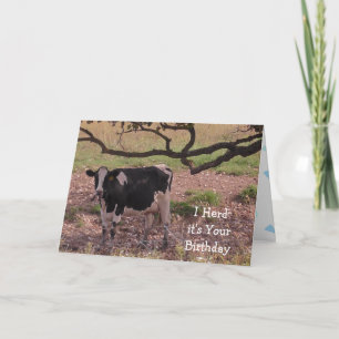 Heilige Koe, je wordt oud, Birthday  Kaart
