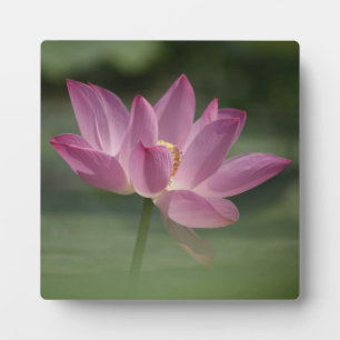 Heilige Roze Lotus Bloesem - Serene Zen Art voor M Fotoplaat
