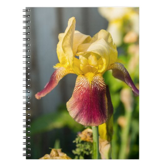 Heirloom Iris Notitieboek (Voorkant)