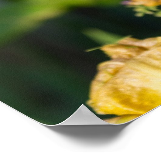 Heirloom Iris Poster (Hoek)