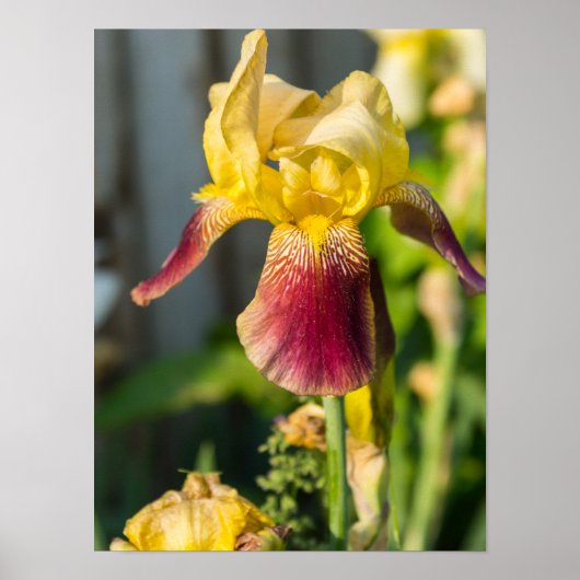 Heirloom Iris Poster (Voorkant)