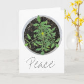 Heirloom Tomato Plant Vredesteken Wenskaarten Kaart (Gele Bloem)