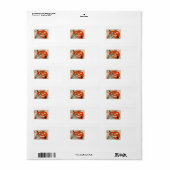 Heks Jack O Lantern Zwarte Kat Etiket (Full Sheet)