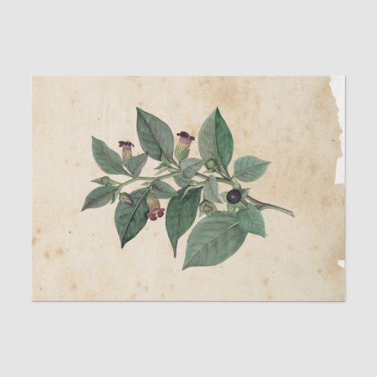 Heksen Ephemera Ontwerpreeks #11 Tissuepapier (Voorkant)