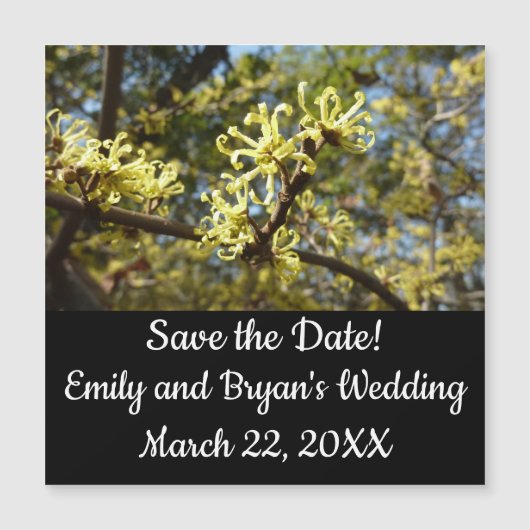 Heksenhazelaar Bloemen (Voorkant)