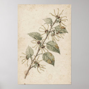 Heksenhazelaar Tak Botanische Studie Poster