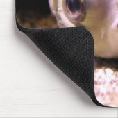 Helaïneblaasvis Muismat (Hoek)