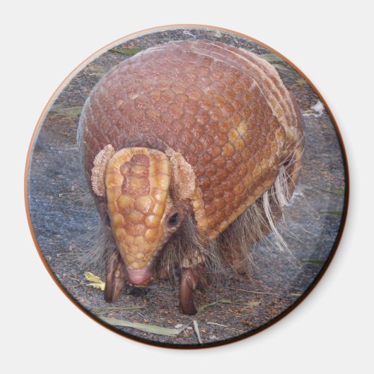 Helaine's Armadillo Magneet (Voorkant)