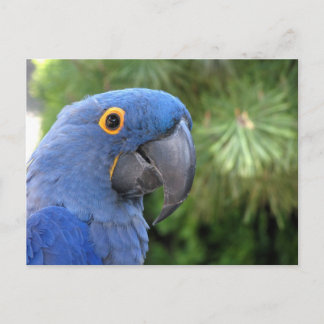Helaine's blauwe papegaai briefkaart