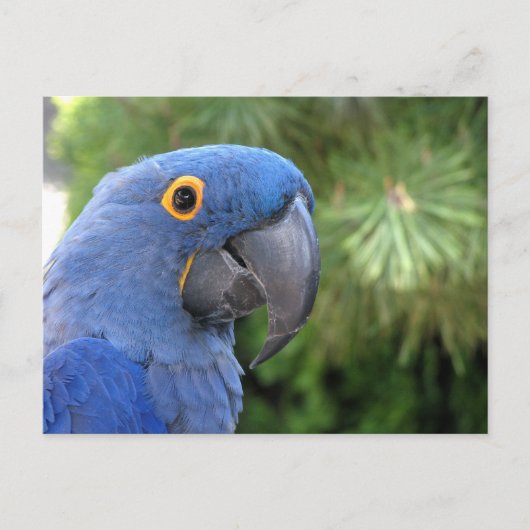 Helaine's blauwe papegaai briefkaart (Voorkant)