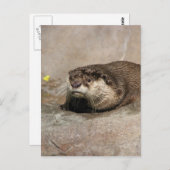 Helaine's Otter Briefkaart (Voorkant / Achterkant)