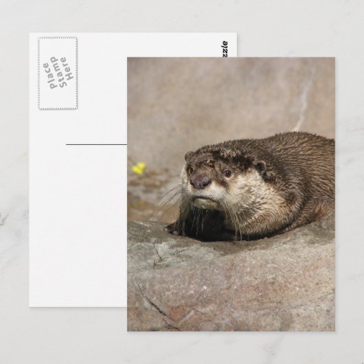 Helaine's Otter Briefkaart (Voorkant / Achterkant)