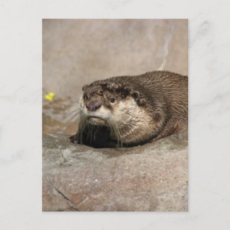 Helaine's Otter Briefkaart