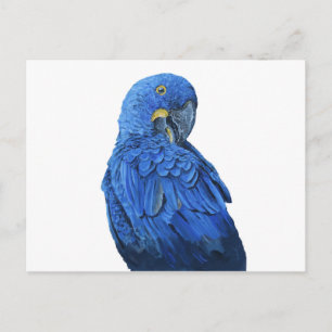 Helblauw Hyacinth Macaw Briefkaart