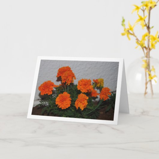 Held Oranje Afbeeldingsportret van Samengestelde M Kaart (Gele Bloem)