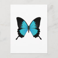 Helder Blauw & Zwarte Vlinder Originele kleuren