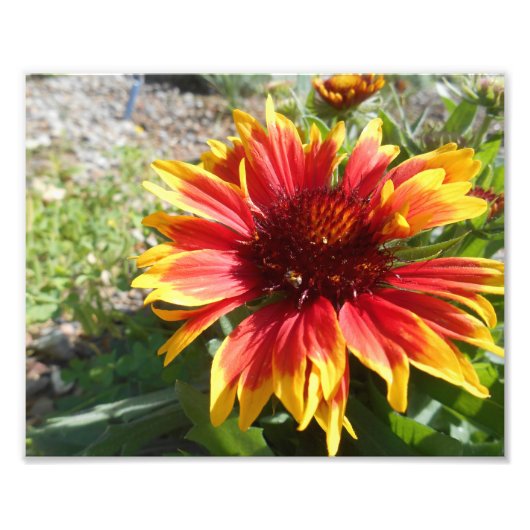 Helder branden foto afdruk (Voorkant)