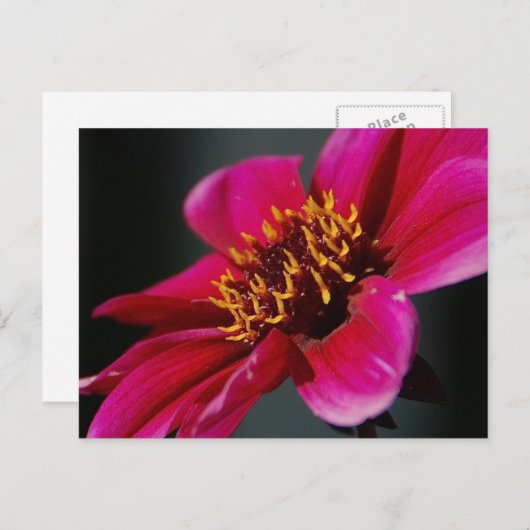 Helder en gedurfd Briefkaart (Voorkant / Achterkant)