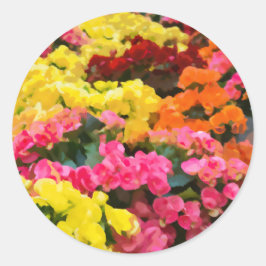 Helder Geel en roze Rieger Begonia Bloemenverf Ronde Sticker