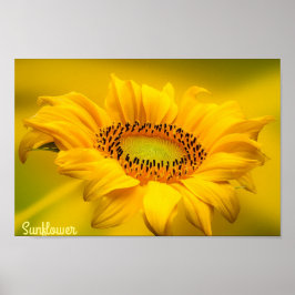 Helder Geel Zonnebloem Mat Wandkunst Poster