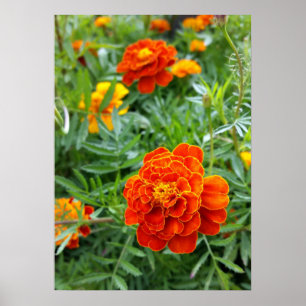 helder gekleurd marigold poster