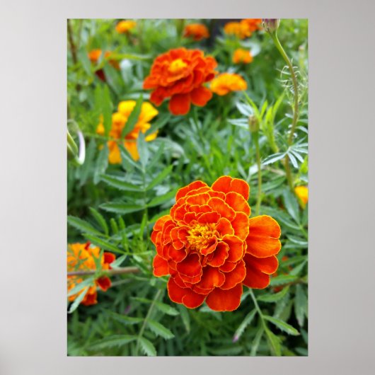 helder gekleurd marigold poster (Voorkant)
