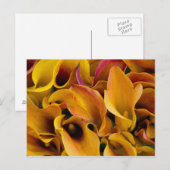 Helder gekleurde calla's bij de briefkaart (Voorkant / Achterkant)