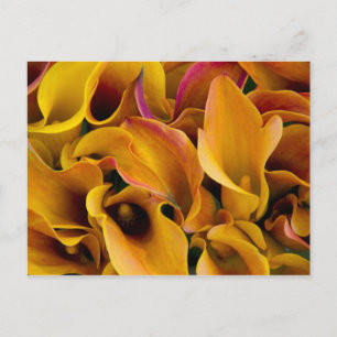 Helder gekleurde calla's bij de briefkaart