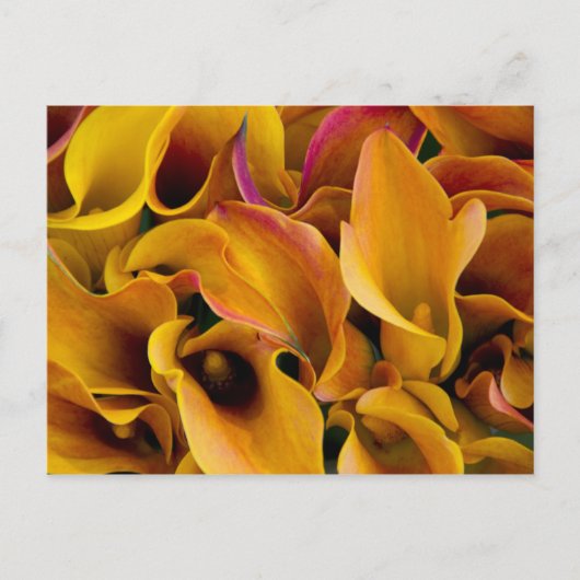 Helder gekleurde calla's bij de briefkaart (Voorkant)