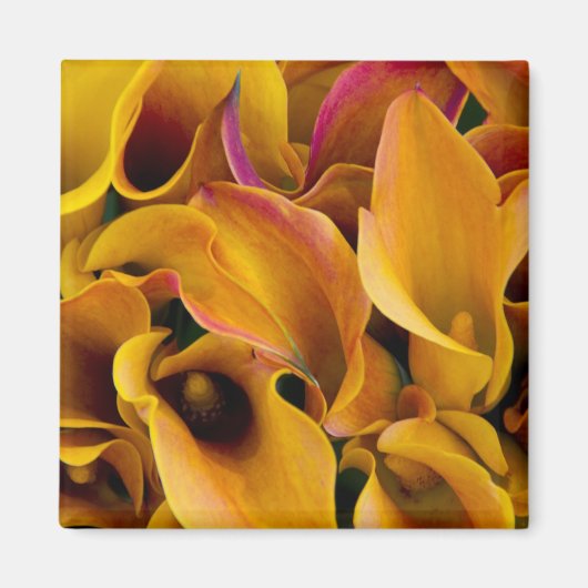 Helder gekleurde calla's bij de magneet (Voorkant)