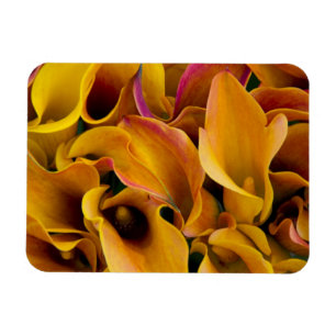 Helder gekleurde calla's bij de magneet